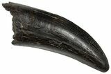 Fossil Tyrannosaur Tooth - Two Medicine Formation #350535-1